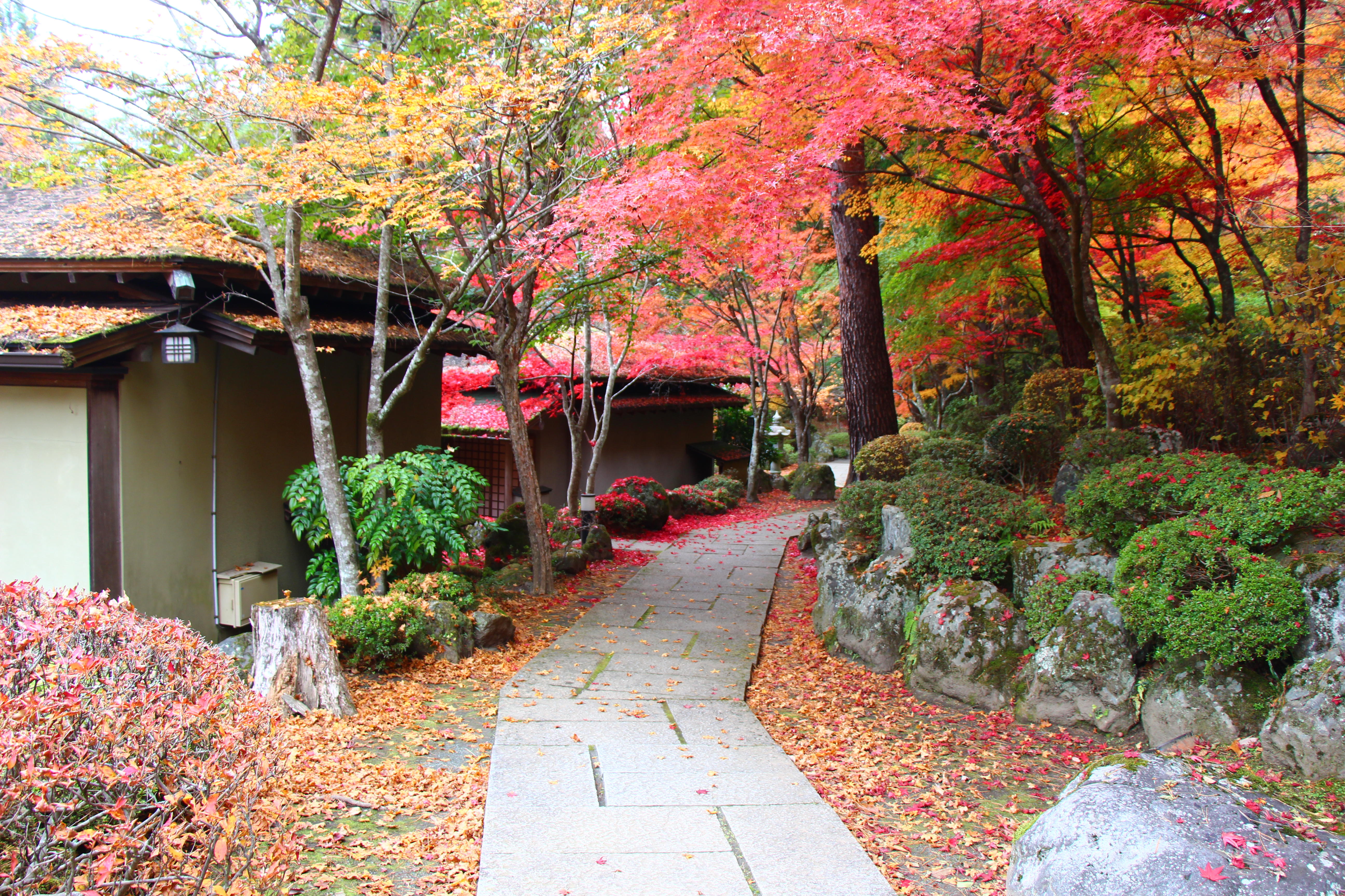 2025年庭園の紅葉情報最終｜新着情報｜富士山の見える温泉旅館。富士山